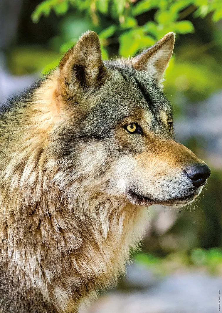 Europäischer Grauer Wolf