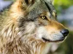 Europäischer Grauer Wolf