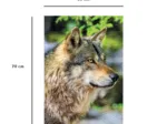 Europäischer Grauer Wolf