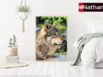 Europäischer Grauer Wolf