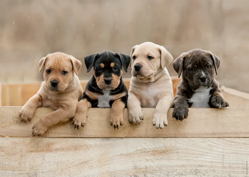Die American Staffordshire Terrier