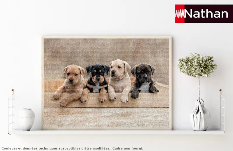 Die American Staffordshire Terrier