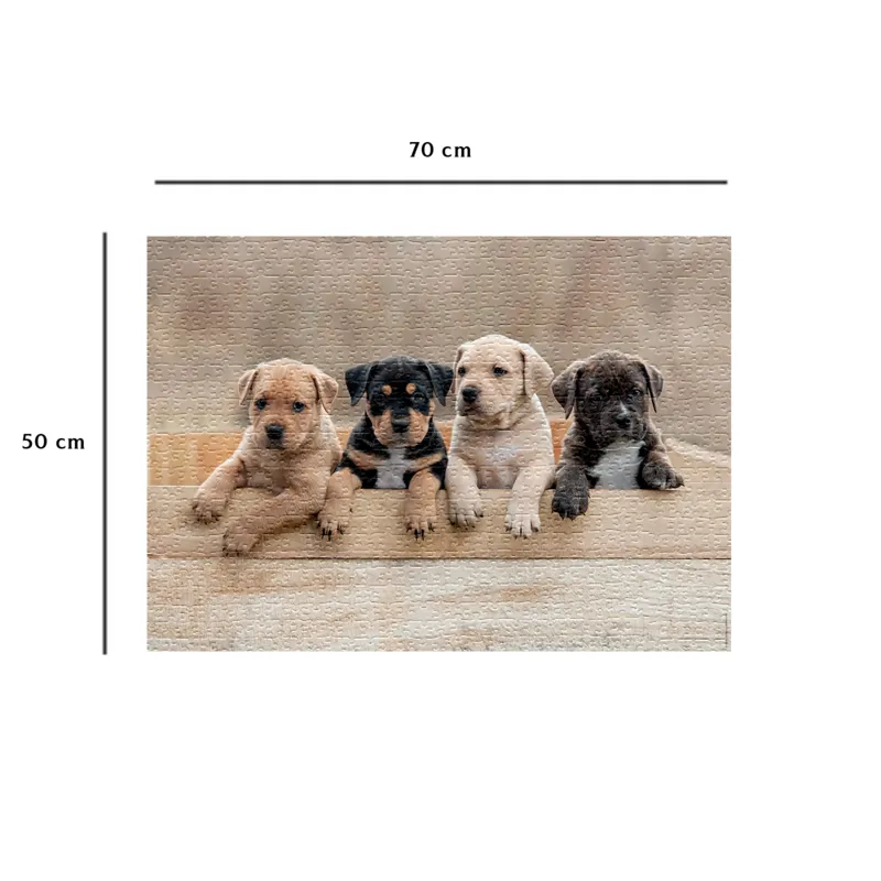 Die American Staffordshire Terrier