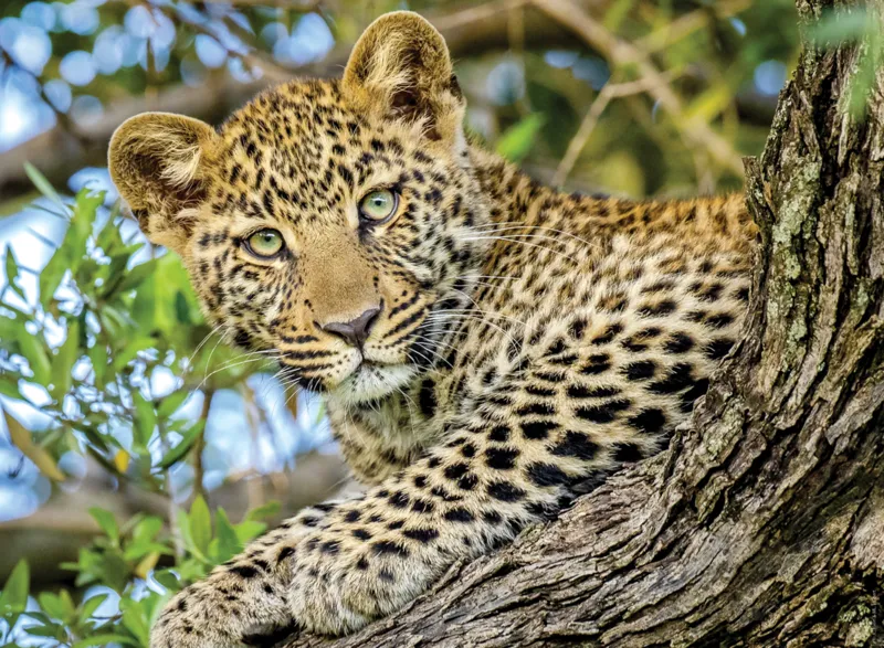 Durch die Augen des Leoparden