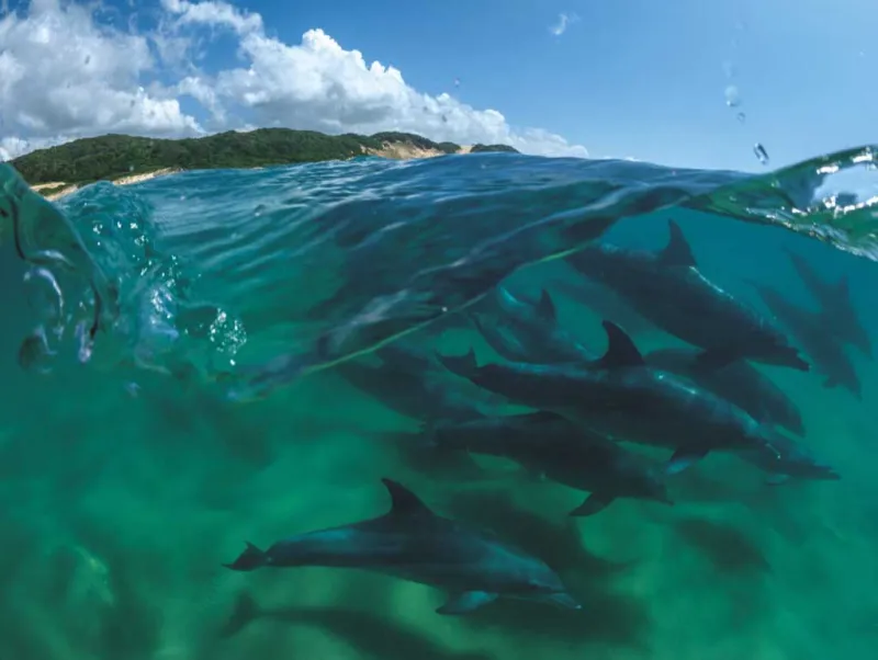 Bottlenose Dolphins