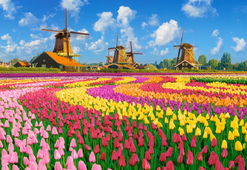 Windmühlen im Tulpenmeer