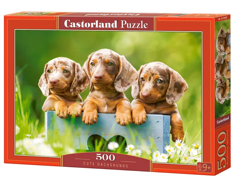 Cute Puppies