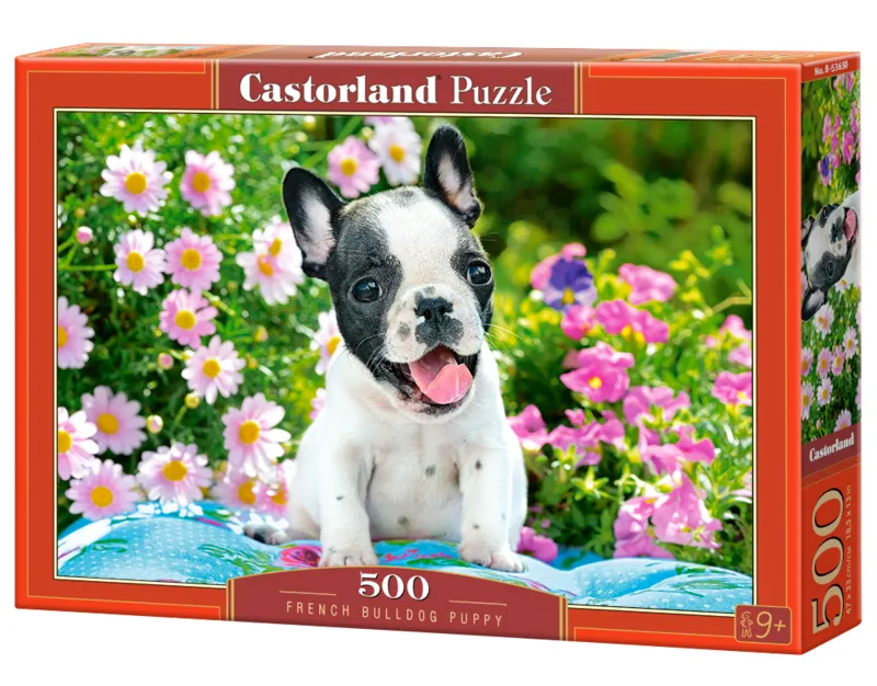 Französische Bulldogge