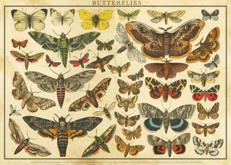 Vintage Nature - Schmetterlinge