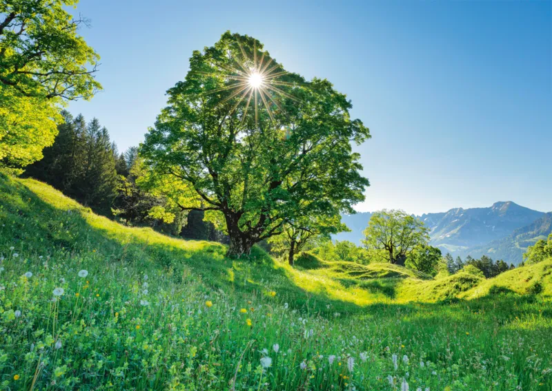 Bergahorn in der Sonne - St. Gallen, Schweiz