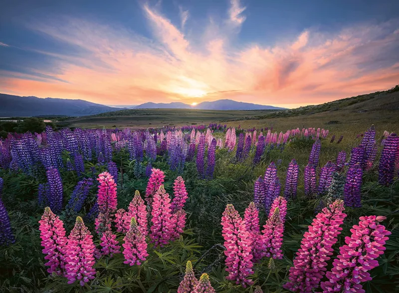 Nature Edition - Lupinen