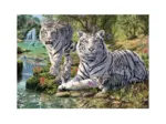 Weiße Tiger