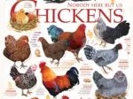 Chicken Quotes