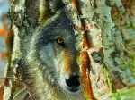 XXL Teile - Wolf Encounter