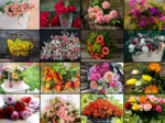 Collage - Blumen