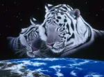 Schim Schimmel - Sleep Tight