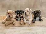Die American Staffordshire Terrier