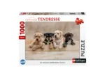 Die American Staffordshire Terrier