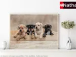 Die American Staffordshire Terrier
