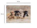 Die American Staffordshire Terrier