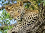 Durch die Augen des Leoparden