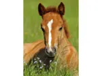 Mini-puzzle Pferd