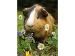 Mini-puzzle Meerschweinchen