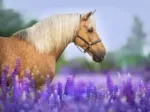 Cheval dans un Champ de Lupin