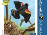 Red-winged Blackbird
