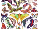 Butterflies - Papillons