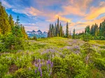 Blüten des Morgens