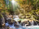 Der Waldbach