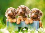 Cute Puppies