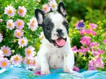 Französische Bulldogge