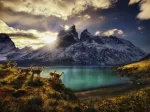 Von Humboldt Alexander - Guanacos