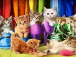 Kitten Pride