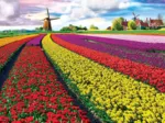 Tulpenfelder