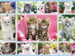 Katzenbabies