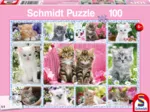 Katzenbabies