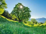 Bergahorn in der Sonne - St. Gallen, Schweiz