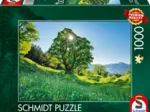 Bergahorn in der Sonne - St. Gallen, Schweiz