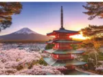 Cherry Blossoms - Japan