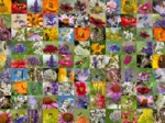 Bienen