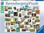 Funny Animals Collage