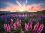 Nature Edition - Lupinen