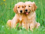 Golden Retriever Brüder