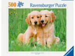Golden Retriever Brüder