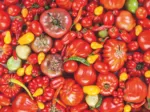 Tomato