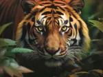 Wilder Tiger