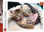 Cheerful Kitten